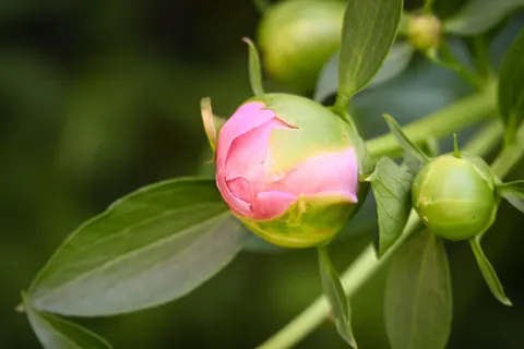 पियोनी 4K वॉलपेपर · flowers · 3840×2560