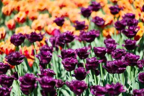 Papel de parede Campo de tulipas 4K · flowers · 3840×2558
