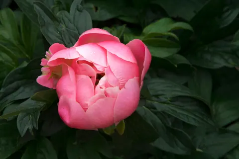 पियोनी 4K वॉलपेपर · flowers · 3840×2560