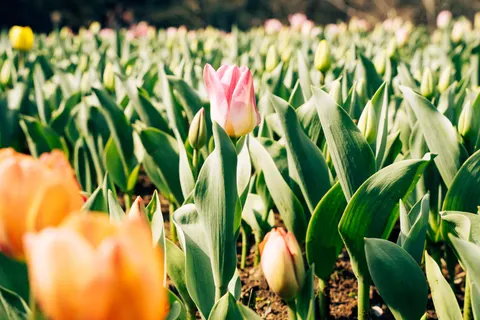 Fond d'écran Champ de tulipes 4K · flowers · 3840×2560