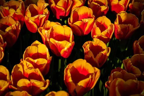 Tulip Field 4K Wallpaper · flowers · 3840×2560