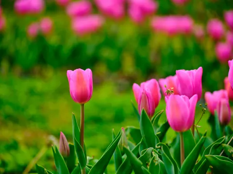 Tulip Field 4K Wallpaper · flowers · 3840×2880