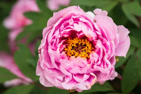 पियोनी 4K वॉलपेपर · flowers · 3840×2560