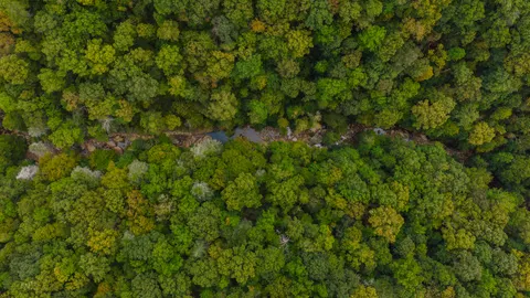 항공 촬영 숲 4K 배경화면 · aerial · 3840×2160