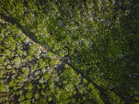 Aerial Forest 4K Wallpaper · aerial · 3840×2880