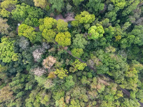 Aerial Forest 4K Wallpaper · aerial · 3840×2880