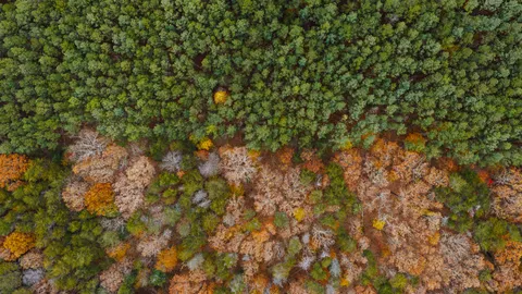 والپیپر جنگل هوایی با کیفیت 4K · aerial · 3840×2160