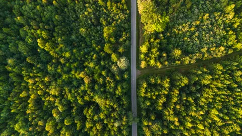Aerial Forest 4K Wallpaper · aerial · 3840×2160