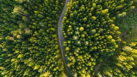 Aerial Forest 4K Wallpaper · aerial · 3840×2160