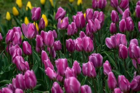Tulip Field 4K Wallpaper · flowers · 3840×2560