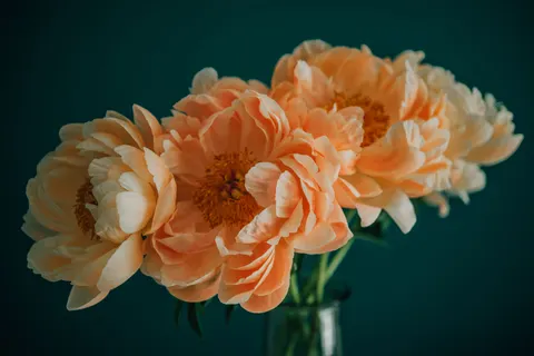 Wallpaper Bunga Peoni 4K · flowers · 3840×2563