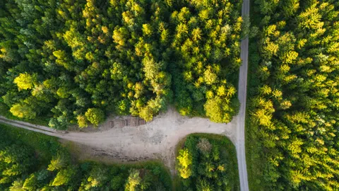والپیپر جنگل هوایی با کیفیت 4K · aerial · 3840×2160