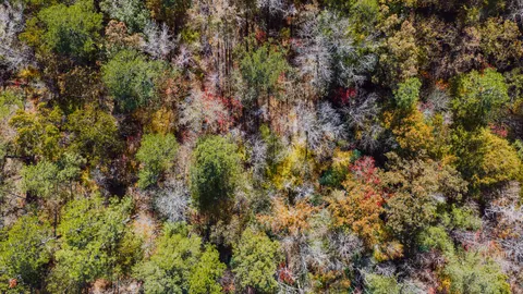 Aerial Forest 4K Wallpaper · aerial · 3840×2160