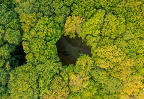 Aerial Forest 4K Wallpaper · aerial · 3840×2643
