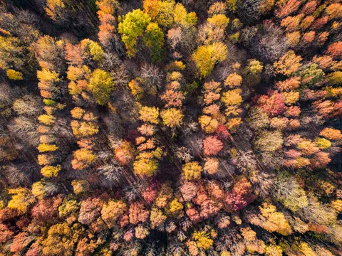 Aerial Forest 4K Wallpaper · aerial · 3840×2880