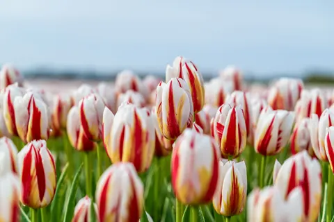 Papel de parede Campo de tulipas 4K · flowers · 3840×2560