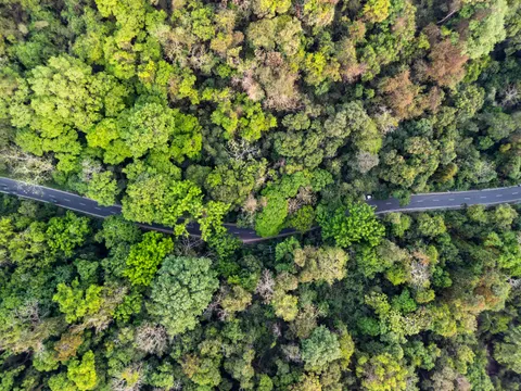 Aerial Forest 4K Wallpaper · aerial · 3840×2880