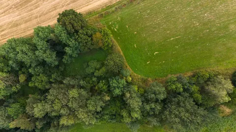 والپیپر جنگل هوایی با کیفیت 4K · aerial · 3840×2160