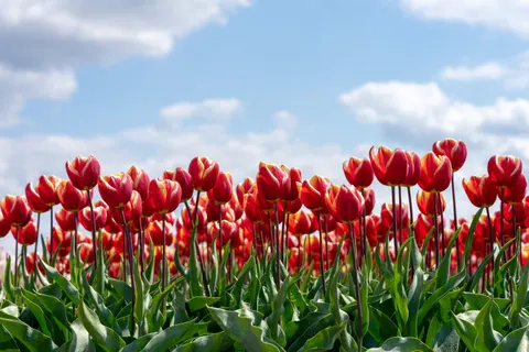 郁金香田 4K壁纸 · flowers · 3840×2560
