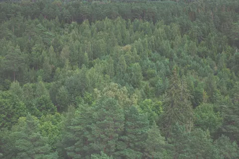 Aerial Forest 4K Wallpaper · aerial · 3840×2560