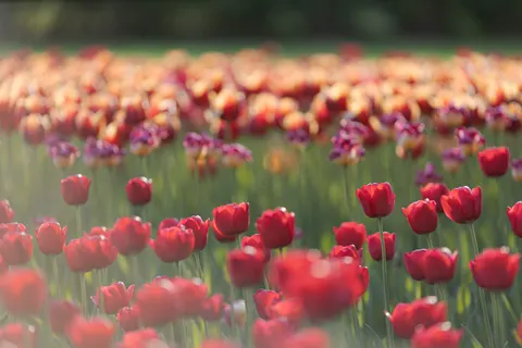 Tulip Field 4K Wallpaper · flowers · 3840×2560