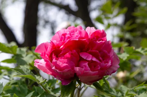 Fondo de pantalla Peonía 4K · flowers · 3840×2553