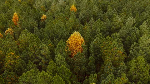 Aerial Forest 4K Wallpaper · aerial · 3840×2160
