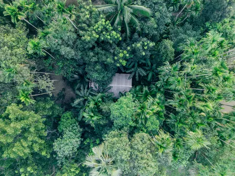 Aerial Forest 4K Wallpaper · aerial · 3840×2880
