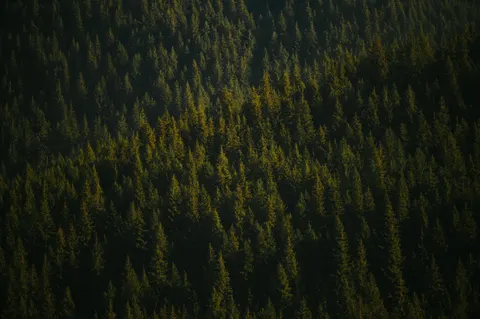 والپیپر جنگل هوایی با کیفیت 4K · aerial · 3840×2555