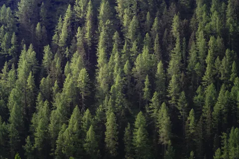 Fondo de pantalla Bosque Vista Aérea 4K · aerial · 3840×2560
