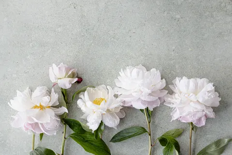 पियोनी 4K वॉलपेपर · flowers · 3840×2558