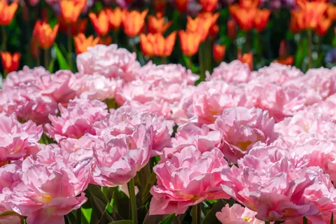 Papel de parede Campo de tulipas 4K · flowers · 3840×2561