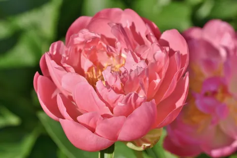पियोनी 4K वॉलपेपर · flowers · 3840×2560
