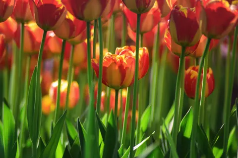튤립 밭 4K 배경화면 · flowers · 3840×2560