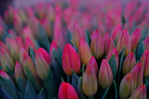 خلفية حقل التوليب بدقة 4K · flowers · 3840×2560