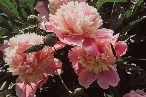 Peony 4K Wallpaper · flowers · 3840×2560