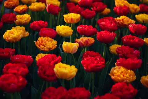 Tulip Field 4K Wallpaper · flowers · 3840×2560
