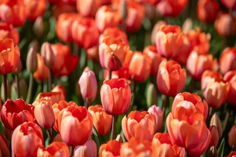 Fond d'écran Champ de tulipes 4K · flowers · 3840×2560