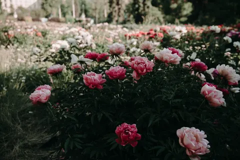 Peony 4K Wallpaper · flowers · 3840×2560