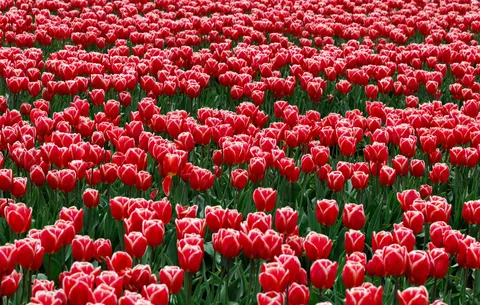 Tulip Field 4K Wallpaper · flowers · 3840×2440