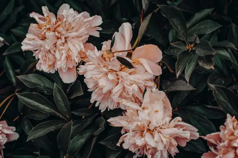 पियोनी 4K वॉलपेपर · flowers · 3840×2560