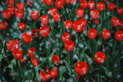 튤립 밭 4K 배경화면 · flowers · 3840×2560