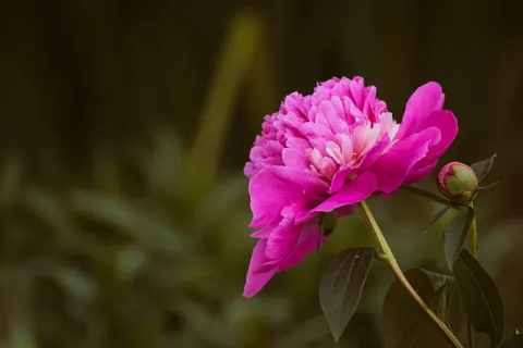 Peony 4K Wallpaper · flowers · 3840×2560