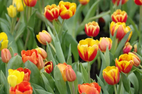 خلفية حقل التوليب بدقة 4K · flowers · 3840×2553