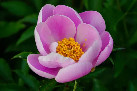 पियोनी 4K वॉलपेपर · flowers · 3840×2561