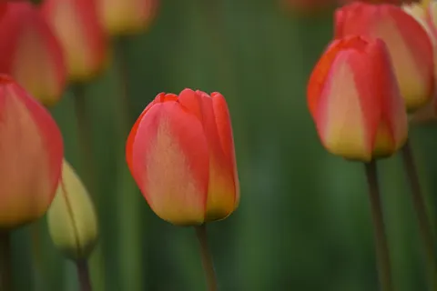 Tulip Field 4K Wallpaper · flowers · 3840×2560