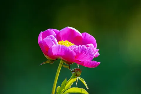 Pioenroos 4K-achtergrond · flowers · 3840×2560