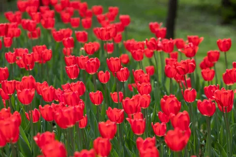 Tulip Field 4K Wallpaper · flowers · 3840×2560