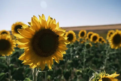 Sunflower Field 4K Wallpaper · flowers · 3840×2560