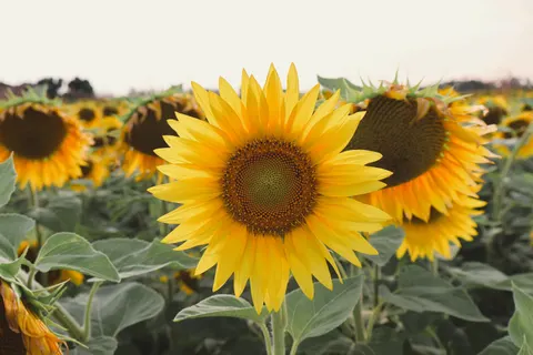 خلفية حقل عباد الشمس بدقة 4K · flowers · 3840×2560
